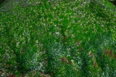 Background green algae on the stones close up Stock Photos