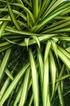 Background green and white leaf on outdoor garden. 写真素材