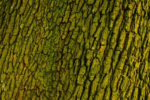 Background of green bark 스톡 사진
