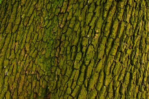 Background of green bark 스톡 사진