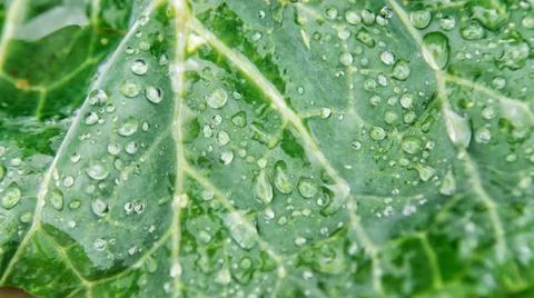Background of green cabbage leaves. The texture of wet leaves in the rain. Ju Stock Photos