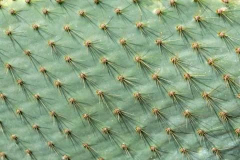 Background of green cactus close up Stock Photos