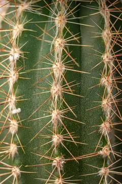 Background of green cactus close up Stock Photos