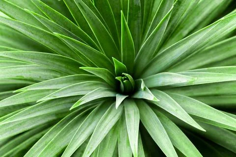 Background of green cactus leaves triangular shape close-up Foto stock
