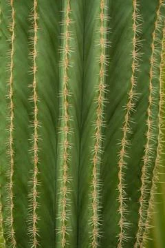 Background of green cactus Stock Photos