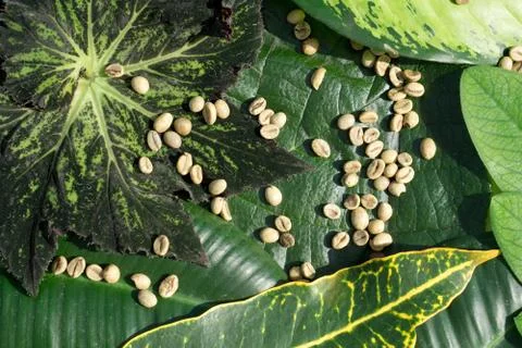 Background of    green coffee beans in leaf Stock Photos