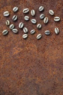 Background of    green coffee beans on rustic iron Stock Photos