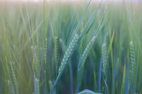 Background from green ears of wheat Stock Photos