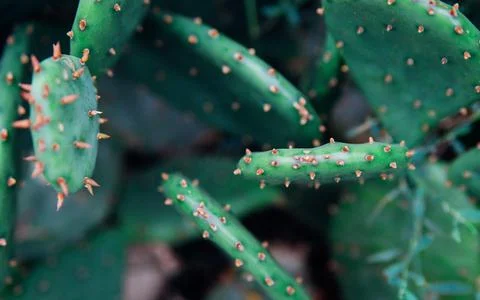 Background of a green flat cactus. Prickly leaves. The texture of an exotic p Stock Photos