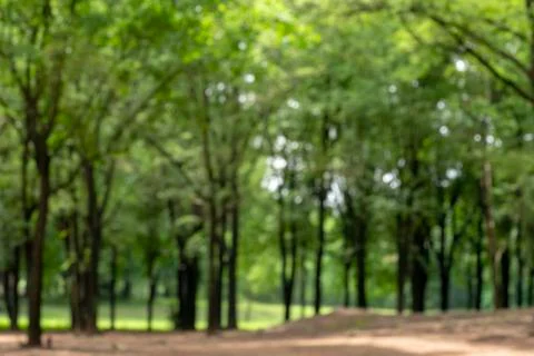 The background is green forest blurred. Stock Photos