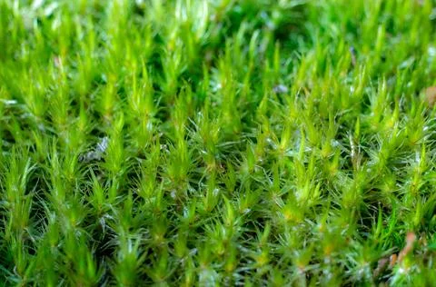 Background of green forest moss. close-up. Foto stock