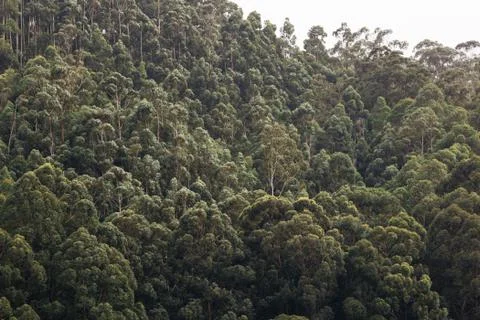 Background green forest. Stock Photos