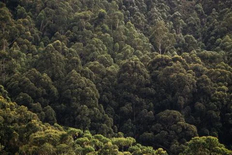 Background green forest. Stock Photos
