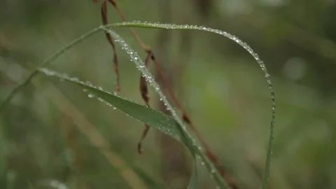 Background of green fresh grass with dew in the morning Stock Footage 97152413