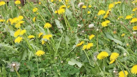Background of green grass and yellow dandelions on the spring wind. Stock Footage 160498069