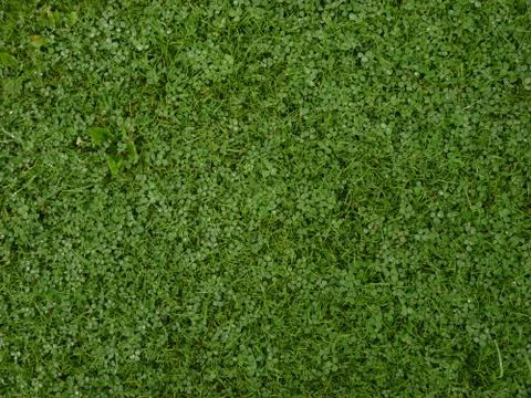 Background - green grass with clover Stock Photos