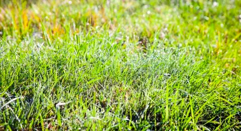 Background of green grass with dew drops on the autumn green uncut lawn. Stock Photos