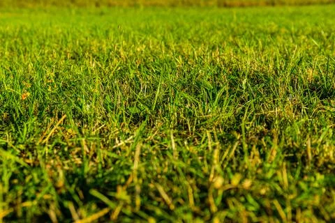 Background of the green grass. Eco concept. Selective focus Stock Photos