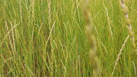 Background of green grass Stock Footage 132708442