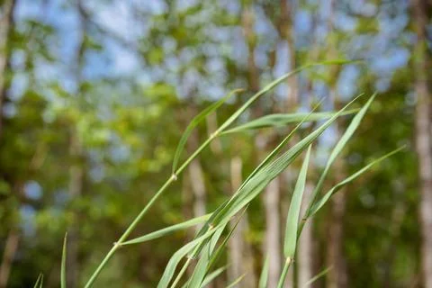Background of green grass in front of tree folliage in summer park. High qual Stock-Fotos