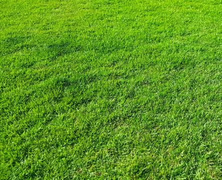 Background with Green grass growing on a lawn in a city park, brightly lit by Stock Photos