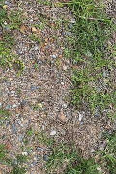Background Of Green Grass Growing On A Plain Of Gravel Stock Photos