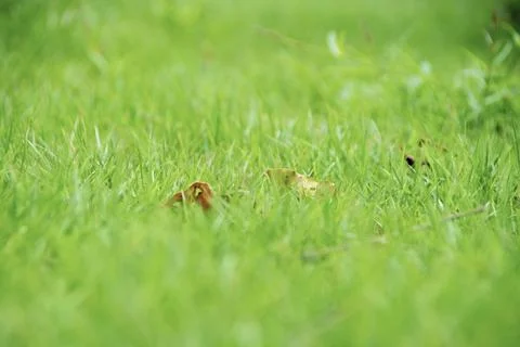 Background green grass meadow spring summer soft blurred background non-sel.. Stock Photos
