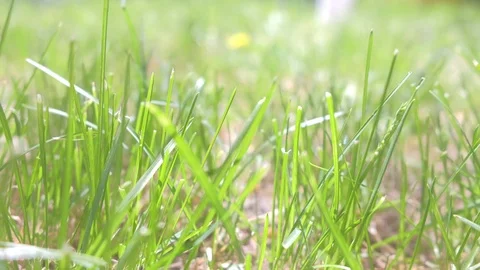 Background with green grass on the meadow swaying on the wind in wild nature. Video stock 119012124