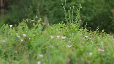 The background of green grass in nature Stock Footage 77234913