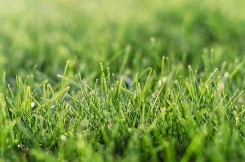 Background green grass pattern closeup Stockfoto's