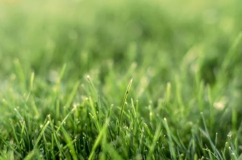 Background green grass pattern closeup Stockfoto's