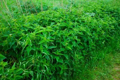 Background of green grass Foto stock