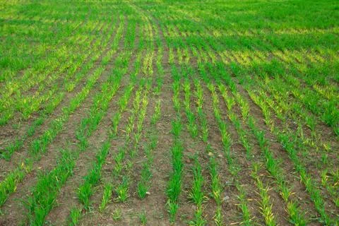 Background of green grass Stock Photos