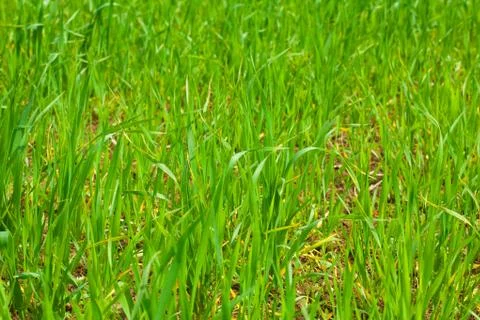 Background of green grass Stock Photos