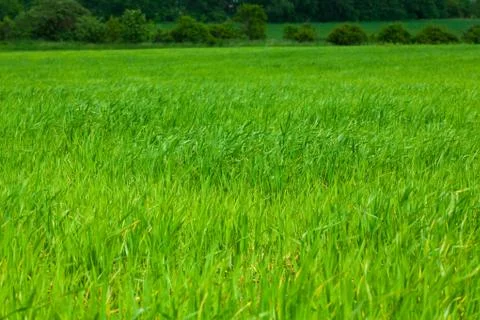 Background of green grass Stock Photos