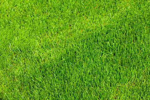 Background of green grass Stock Photos