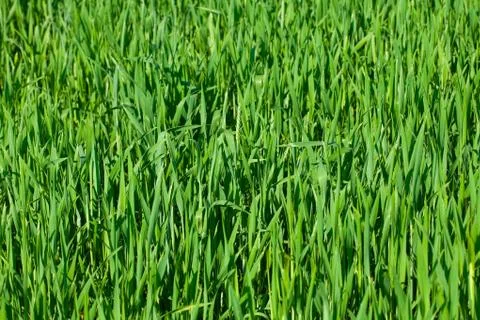 Background of green grass Stock Photos