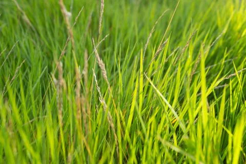 Background with green grass Stock Photos