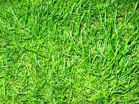 Background green grass Stock Photos