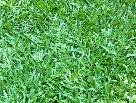 Background of green grass Stock Photos