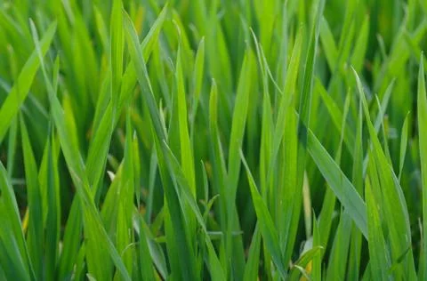Background of a green grass Stock Photos