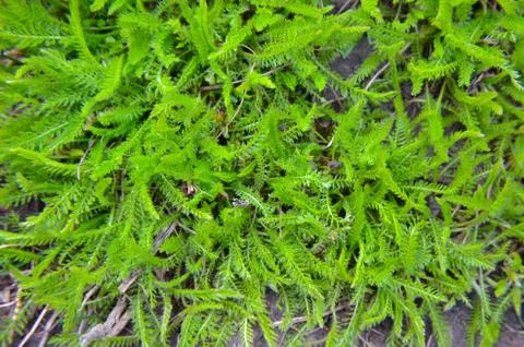 Background of a green grass Stock Photos