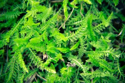 Background of a green grass Stock Photos