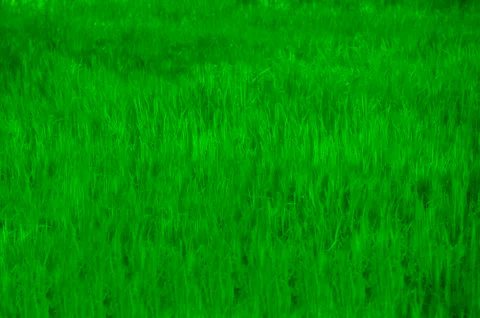 Background of Green Grass Stock Photos