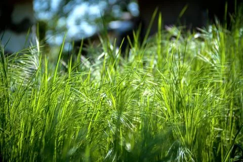 Background of green grass Stock Photos