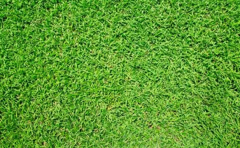 Background of a green grass Stock Photos