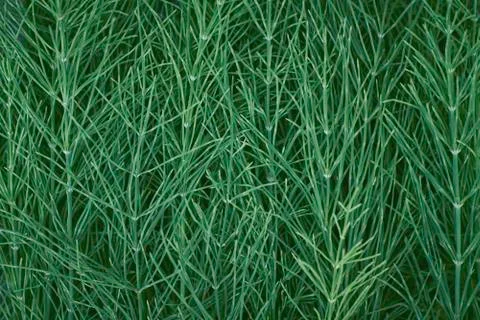 Background of green grass Stock Photos