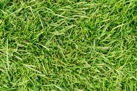 Background of green grass Stock Photos