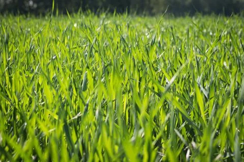 Background of a green grass Foto stock