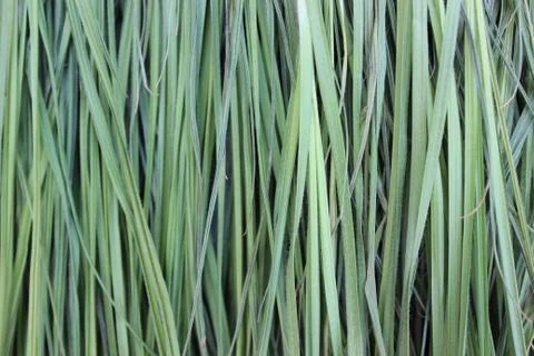 Background of green grass Stock Photos